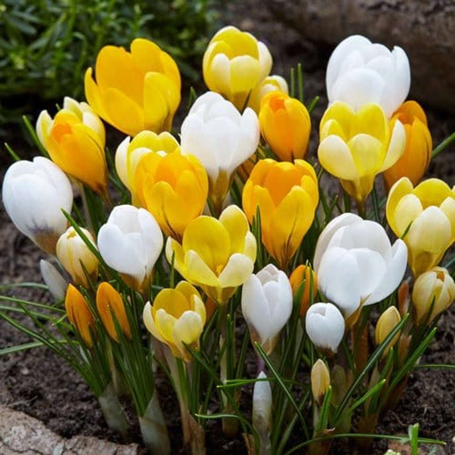 Mélange de crocus 'Liv'